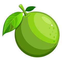 Lime slice
 white background