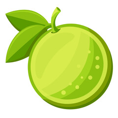 Lime slice
 white background