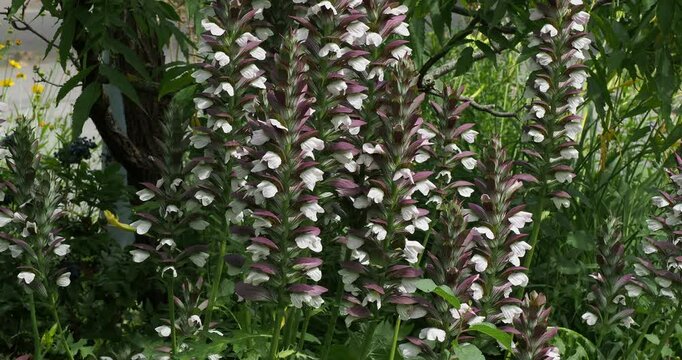 Acanthus hungaricus | Hungarian bear's breeches 'White lips', clump-forming hardy decorative purple-red flowers with white lips and delicate deeply cut basal olive-green foliage
