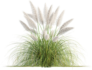 Side view of Pampas grass - Cortaderia Selloana Rosea