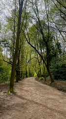 Tree-lined Forest Path in Green Woods on a Cloudy Day