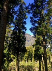 Tall cryptomeria trees in a mountain forest with green vegetation and a distant mountain backdrop, under a blue sky