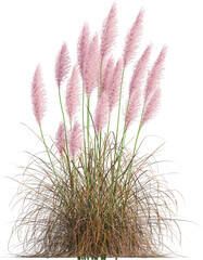 Side view of Pampas grass - Cortaderia Selloana Rosea