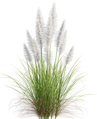 Side view of Pampas grass - Cortaderia Selloana Sunningdale Silver
