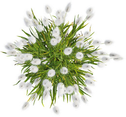 Top view of Lagurus plant - Lagurus Ovatus