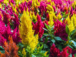 Colourful Celosia flower or Cockscomb blooming in garden. Beautiful flower multi color with Celosia Argentea or Plumed cockscomb blossom nature background. Celosia spicata, woolflowers, Rooster comb