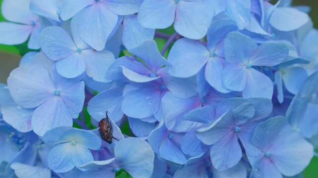 雨粒をまとった青色の紫陽花と茶色いコガネムシのクローズアップ