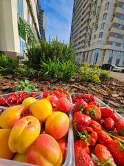 Tray of fruit including strawberries, peaches, and plums. The strawberries are on the right side of...
