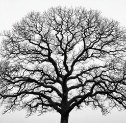 Intricate Silhouette of a Leafless Tree Against a Gray Background