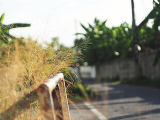 dry grass with bokeh and sunlight soft focus