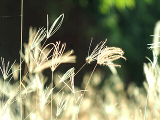 dry grass with bokeh and sunlight soft focus