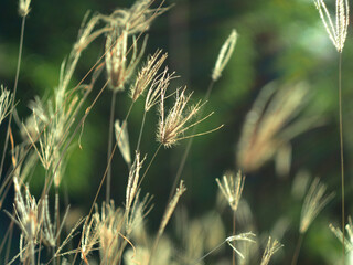 dry grass with bokeh and sunlight soft focus