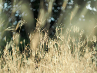 dry grass with bokeh and sunlight soft focus