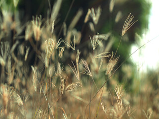 dry grass with bokeh and sunlight soft focus