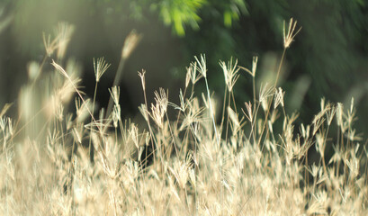 dry grass with bokeh and sunlight soft focus