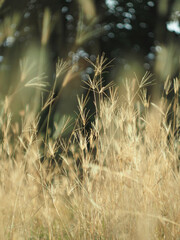 dry grass with bokeh and sunlight soft focus