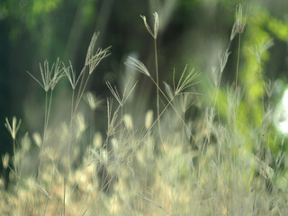 dry grass with bokeh and sunlight soft focus