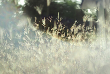 dry grass with bokeh and sunlight soft focus