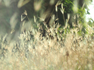 dry grass with bokeh and sunlight soft focus