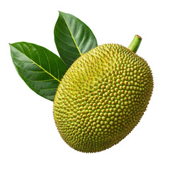 Whole green jackfruit with two large green leaves on a Transparent background