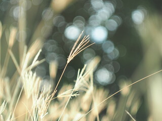 dry grass with bokeh and sunlight soft focus