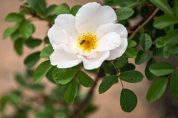 A pristine white rose with a bright yellow center is in full bloom, surrounded by vibrant green...