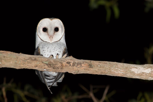 Barn Owl Stare