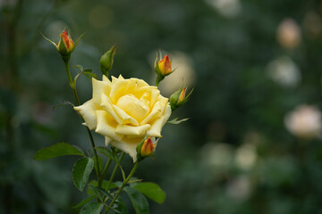 A vibrant yellow rose fully blooms amidst delicate green leaves and more buds in a lush garden....