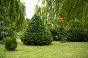 A well-maintained garden features a prominent conical shrub surrounded by various flowering plants...