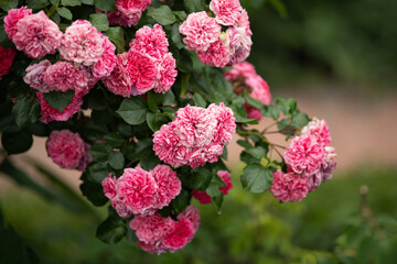 A cluster of vibrant pink roses fills the garden with color and fragrance. Lush green leaves surround the flowers, creating a tranquil atmosphere in late spring
