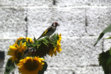 Natura