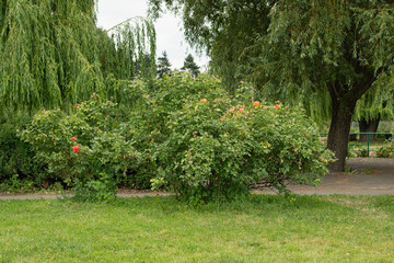 Flowering shrubs bloom with bright colors, adding vibrancy to a lush park setting. Tall trees...