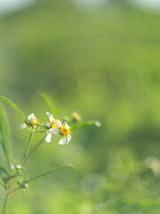 green leafe on blue bokeh background and lens flare