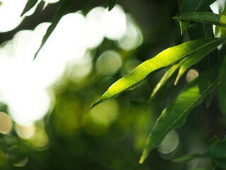 green leafe on blue bokeh background and lens flare