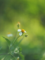 White jasmine and bee worker on green bokeh background 
