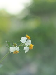 White jasmine and bee worker on green bokeh background 