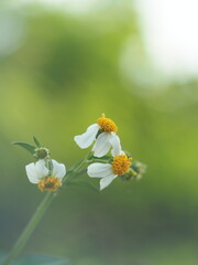 White jasmine and bee worker on green bokeh background 