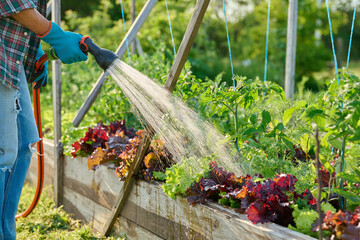 Gardener with hose watering plants of vegetables and herbs on raised garden bed