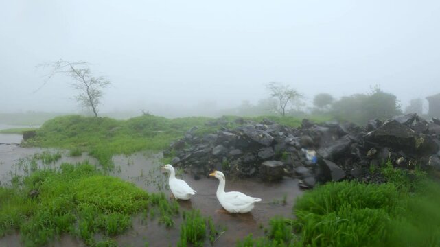 4K shot of two geese during the ongoing rain as seen in Naneghat village during the monsoon season at Maharashtra, India. Two goose walk in the water and grass during the heavy rain. Nature background