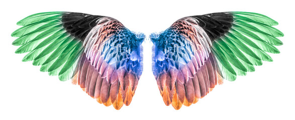 wings of bird isolated on white background.