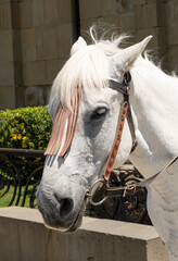 portrait of white horse for kids to ride,Tbilisi, Georgia
