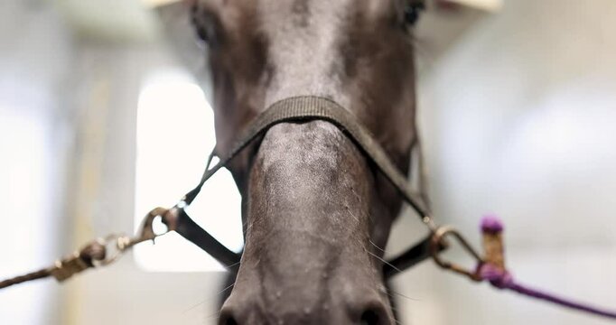 Chestnut horse stands calmly in rustic stable and breathes slowly. Sunlight shines through stalls window as tied horse raises head and blinks gently