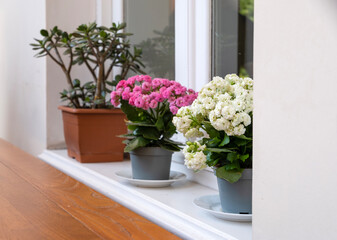 Fototapeta premium succulent and hydrangeas in pots on the windowsill