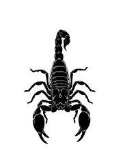 scorpion isolated on white background