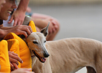 Greyhound at the cricket