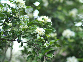 White jasmine and bee worker on green bokeh background 