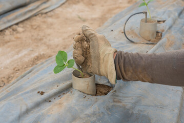 Plant the melon sapling in the soil  