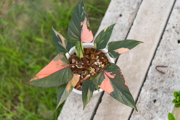 Homalomena Pink Diamond in the pot  
