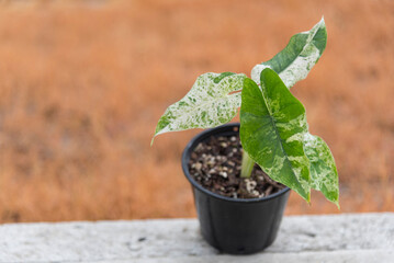 Closeup focus to Alocasia scabriuscula variegated in the pot 