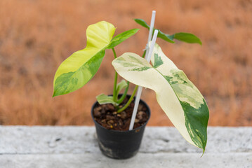  Philodendron Florida beauty x paraiso verde on ground 
